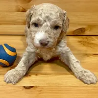 Reese & Jovi’s Buff Abstract Male #2, a male Cockapoo and Poodle - Miniature  for sale in Dade City, FL – 1 of 6