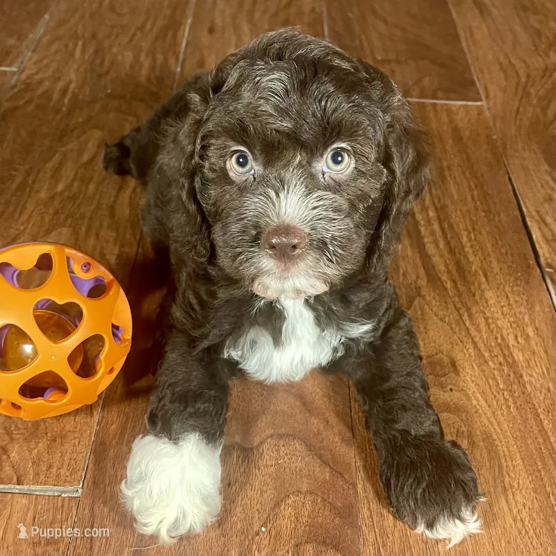 Rachel & Jovi's Chocolate Tuxedo​ Male – Cockapoo puppy for sale in Dade City, FL
