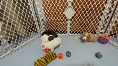 Kit Kat & Jovi’s Chocolate & White Tri Female, a female Cockapoo for sale in Dade City, FL – 8 of 10