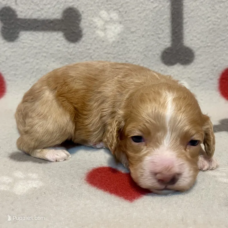 Kit Kat & Jovi’s Apricot Tuxedo Male – Cockapoo, Poodle - Miniature  puppy for sale in Dade City, FL