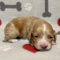 Kit Kat & Jovi’s Apricot Tuxedo Male, a male Cockapoo and Poodle - Miniature  for sale in Dade City, FL – 1 of 3