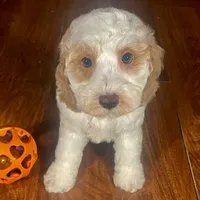 Ba'Haley & Jovi's Apricot Parti Male, a male Cockapoo for sale in Dade City, FL – 2 of 3