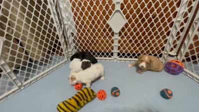 Kit Kat & Jovi’s Apricot Abstract Female, a female Cockapoo for sale in Dade City, FL – 8 of 10