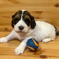 Reese & Jovi’s Sable & White Parti Male, a male Cockapoo and Poodle - Miniature  for sale in Dade City, FL – 3 of 6