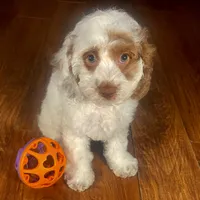 Natale & Jovi's Apricot Parti Female #2, a female Cockapoo for sale in Dade City, FL – 2 of 3