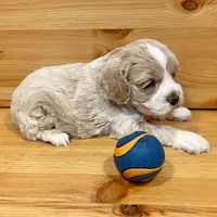 Reese & Jovi’s Buff Tuxedo Female, a female Cockapoo and Poodle - Miniature  for sale in Dade City, FL – 2 of 6
