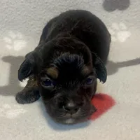 Kit Kat & Jovi’s Black Phantom Male, a male Cockapoo and Poodle - Miniature  for sale in Dade City, FL – 2 of 3
