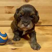 Reese & Jovi’s Chocolate Sable Female, a female Cockapoo and Poodle - Miniature  for sale in Dade City, FL – 1 of 6
