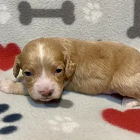 Kit Kat & Jovi’s Apricot Tuxedo Male, a male Cockapoo and Poodle - Miniature  for sale in Dade City, FL – 3 of 3
