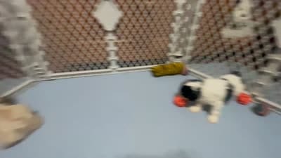 Reese & Jovi’s Black & White Tri Female, a female Cockapoo and Poodle - Miniature  for sale in Dade City, FL – 4 of 6