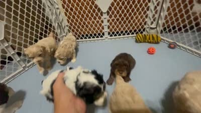 Reese & Jovi's Buff Abstract Female, a female Cockapoo and Poodle - Miniature  for sale in Dade City, FL – 5 of 6