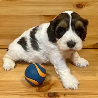 Reese & Jovi’s Sable & White Parti Male, a male Cockapoo and Poodle - Miniature  for sale in Dade City, FL – 2 of 6
