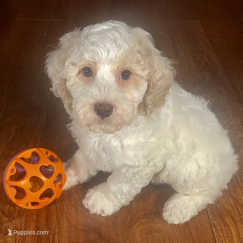 Ba'Haley & Jovi's Buff Parti Female #2 – Cockapoo puppy for sale in Dade City, FL