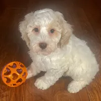 Ba'Haley & Jovi's Buff Parti Female #2, a female Cockapoo for sale in Dade City, FL – 1 of 3