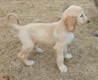 Cream, a male Afghan Hound for sale in Loma, MT – Photo 4 of 7