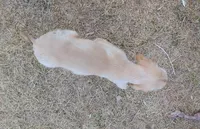 Cream, a male Afghan Hound for sale in Loma, MT – Photo 7 of 7