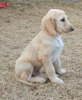 Cream, a male Afghan Hound for sale in Loma, MT – Photo 2 of 7