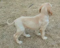 Cream, a male Afghan Hound for sale in Loma, MT – Photo 5 of 7