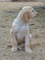 Cream, a male Afghan Hound for sale in Loma, MT – Photo 3 of 7
