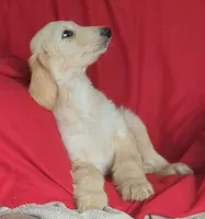 Cream, a male Afghan Hound for sale in Loma, MT – Photo 5 of 6