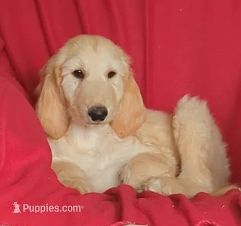 Cream, a male Afghan Hound for sale in Loma, MT – Photo 1 of 6