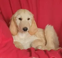 Cream, a male Afghan Hound for sale in Loma, MT – Photo 1 of 6