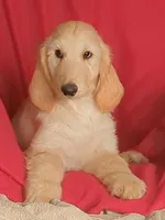 Cream, a male Afghan Hound for sale in Loma, MT – Photo 3 of 6