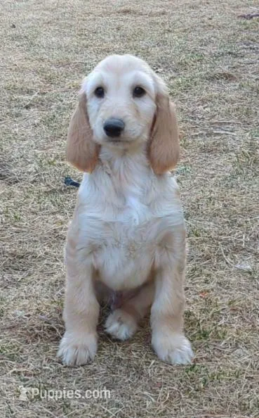 Cream, a male Afghan Hound for sale in Loma, MT – Photo 1 of 7