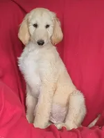 Cream, a male Afghan Hound for sale in Loma, MT – Photo 2 of 6