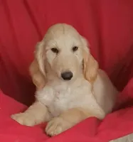 Cream, a male Afghan Hound for sale in Loma, MT – Photo 4 of 6