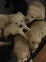 Golden Mix Puppies, a male American Pit Bull Terrier and Golden Retriever for sale in Crewe, VA – 2 of 6