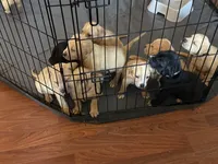 Golden Mix Puppies, a male American Pit Bull Terrier and Golden Retriever for sale in Crewe, VA – 3 of 6