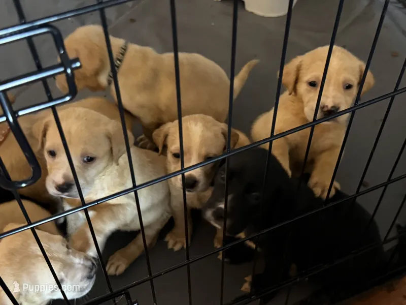 Golden terrier – American Pit Bull Terrier, Golden Retriever puppy for sale in Crewe, VA