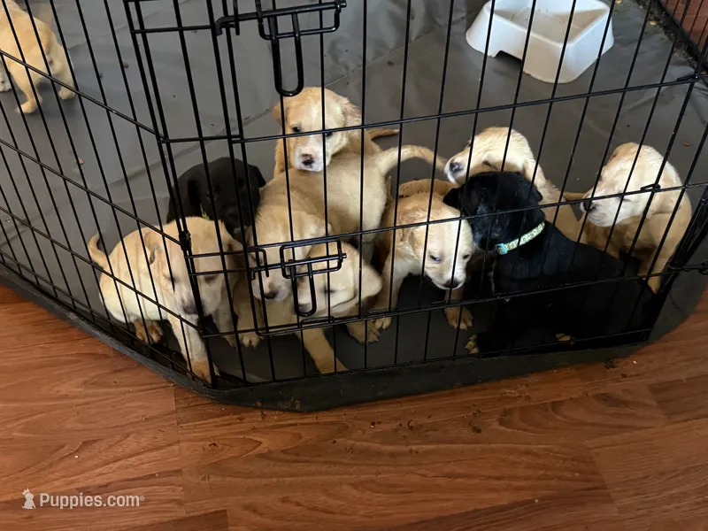 Golden Mix Puppies – American Pit Bull Terrier, Golden Retriever puppy for sale in Crewe, VA