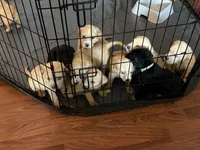 Golden Mix Puppies, a male American Pit Bull Terrier and Golden Retriever for sale in Crewe, VA – 1 of 6