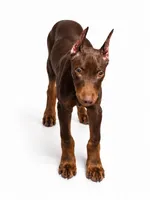 Nova, a female Doberman Pinscher for sale in Swansea, MA – 2 of 3
