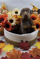 Ferrari, a male Doberman Pinscher for sale in Boston, MA – 6 of 6