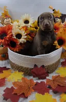 Ferrari, a male Doberman Pinscher for sale in Boston, MA – 2 of 6
