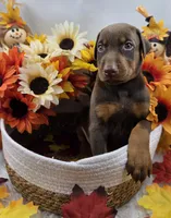 Ferrari, a male Doberman Pinscher for sale in Boston, MA – 1 of 6