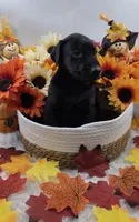Ducati, a male Doberman Pinscher for sale in Boston, MA – 6 of 6