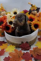 Ferrari, a male Doberman Pinscher for sale in Boston, MA – 3 of 6