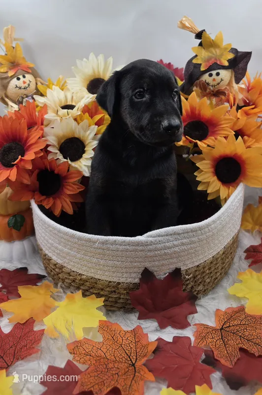 Ducati – Doberman Pinscher puppy for sale in Boston, MA