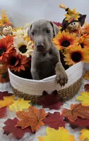 Bugatti, a male Doberman Pinscher for sale in Boston, MA – 4 of 7
