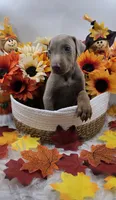 Bugatti, a male Doberman Pinscher for sale in Boston, MA – 6 of 7