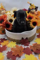 Ducati, a male Doberman Pinscher for sale in Boston, MA – 3 of 6