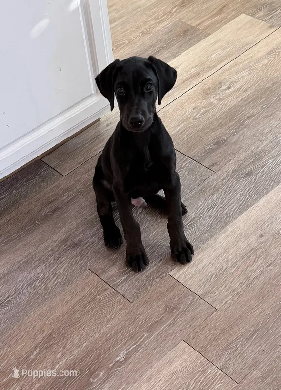 Ducati – Doberman Pinscher puppy for sale in Swansea, MA