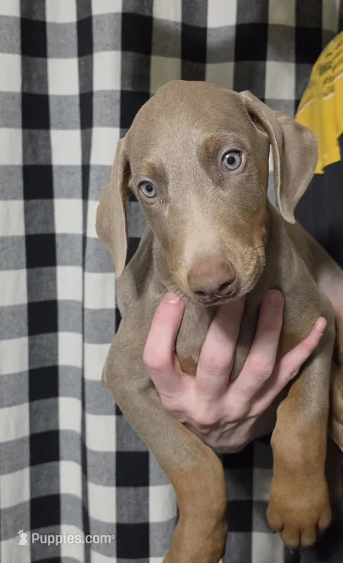 Maserati – Doberman Pinscher puppy for sale in Swansea, MA