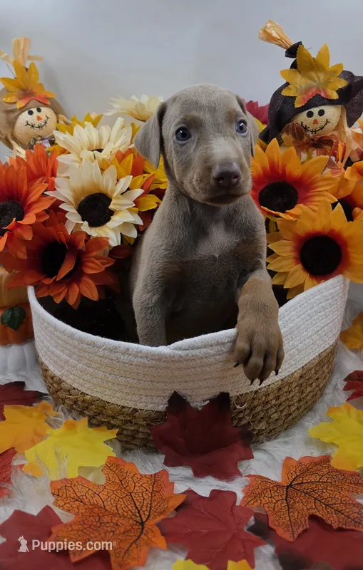 Bugatti – Doberman Pinscher puppy for sale in Boston, MA