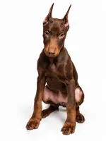 Nova, a female Doberman Pinscher for sale in Swansea, MA – 1 of 3