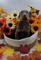 Ferrari, a male Doberman Pinscher for sale in Boston, MA – 5 of 6